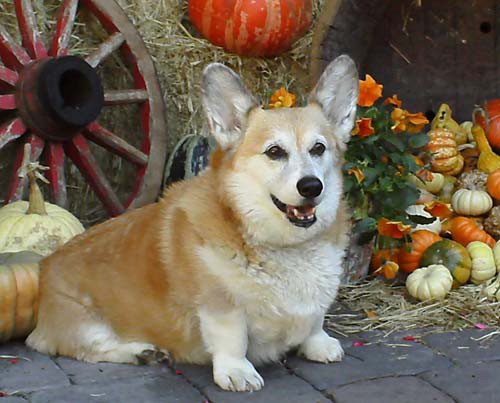Caleb the Corgi